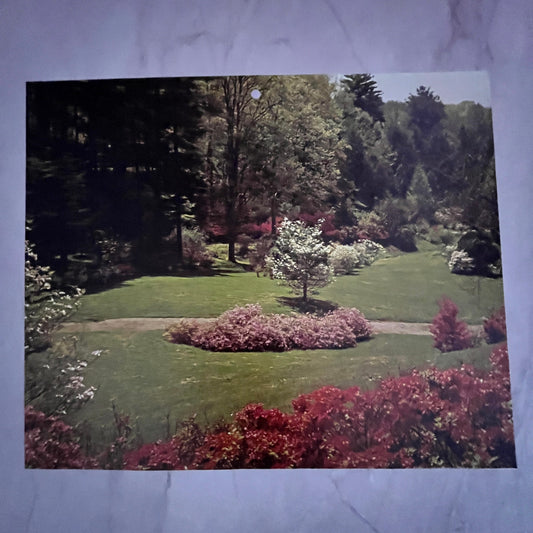 Southern Pines North Carolina Spring Blossom Scene 8x10" Art Print V17