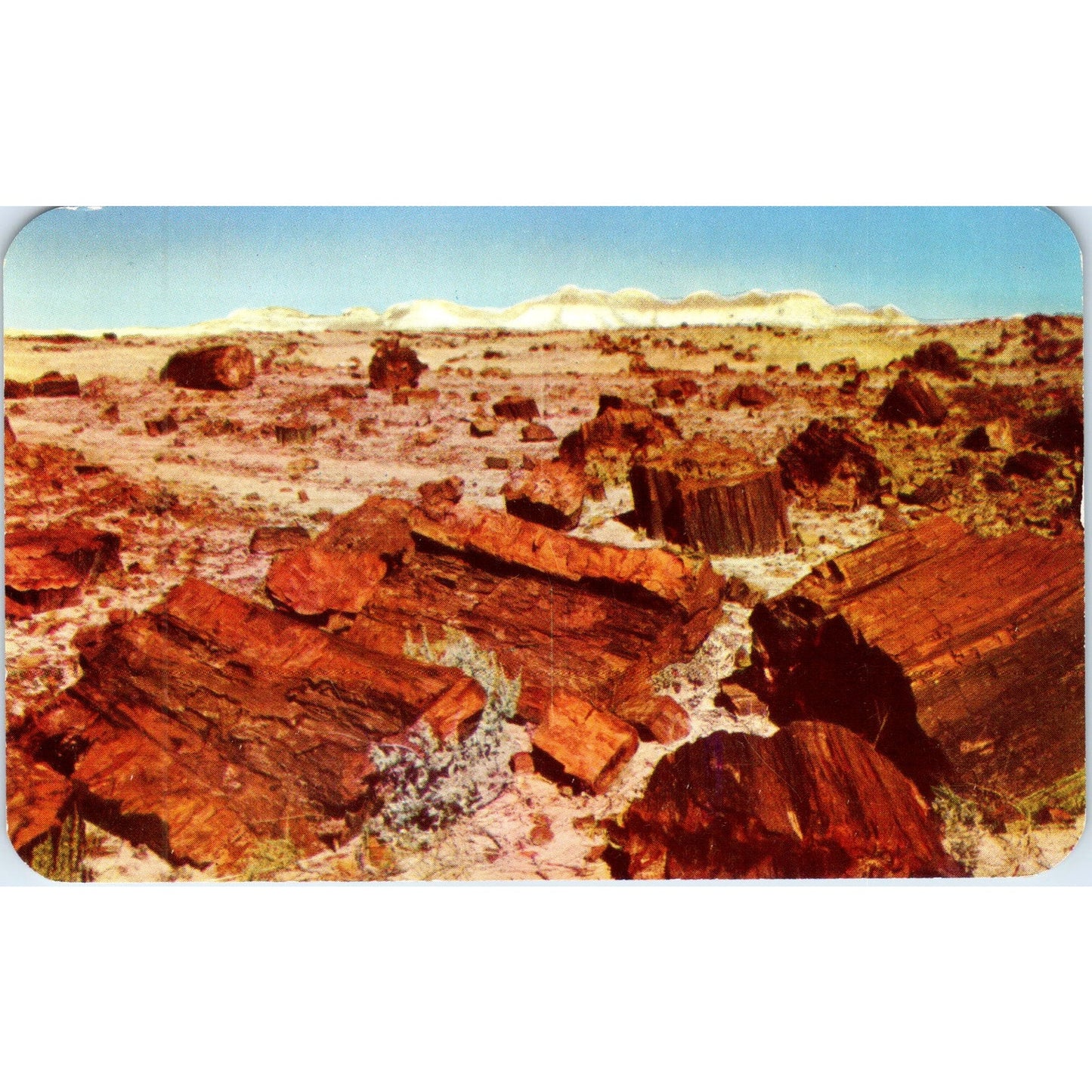 1960s Petrified Forest of Northern Arizona Vintage Postcard PE2