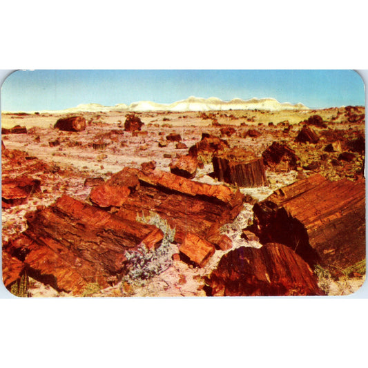 1960s Petrified Forest of Northern Arizona Vintage Postcard PE2