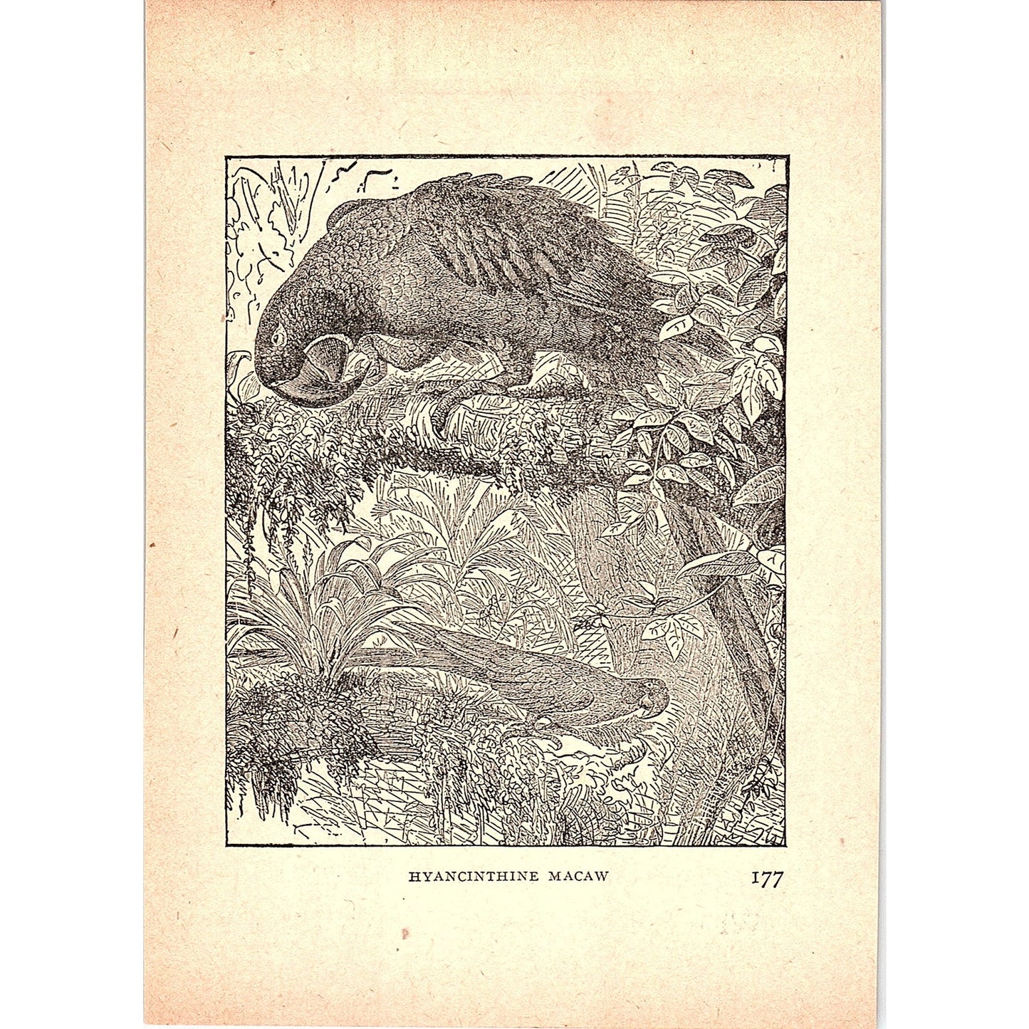 Hyacinth Macaw 1902 Engraving Plate AF4-H4