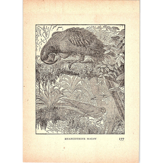 Hyacinth Macaw 1902 Engraving Plate AF4-H4