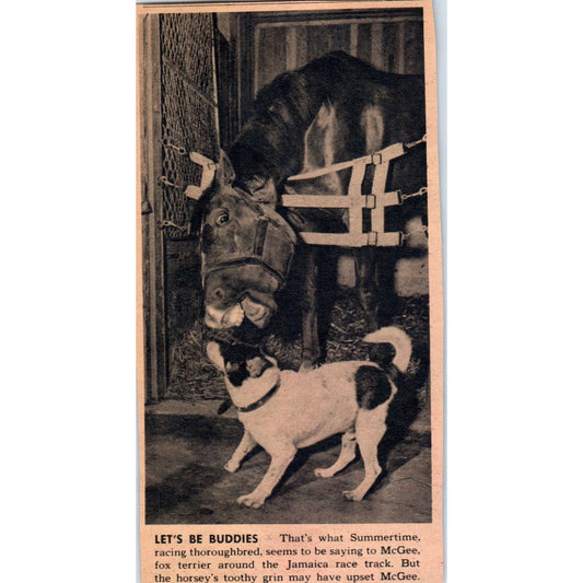 Fox Terrier Dog and Horse Become Friends Jamaica Race Track 1943 Article AB9-NPG