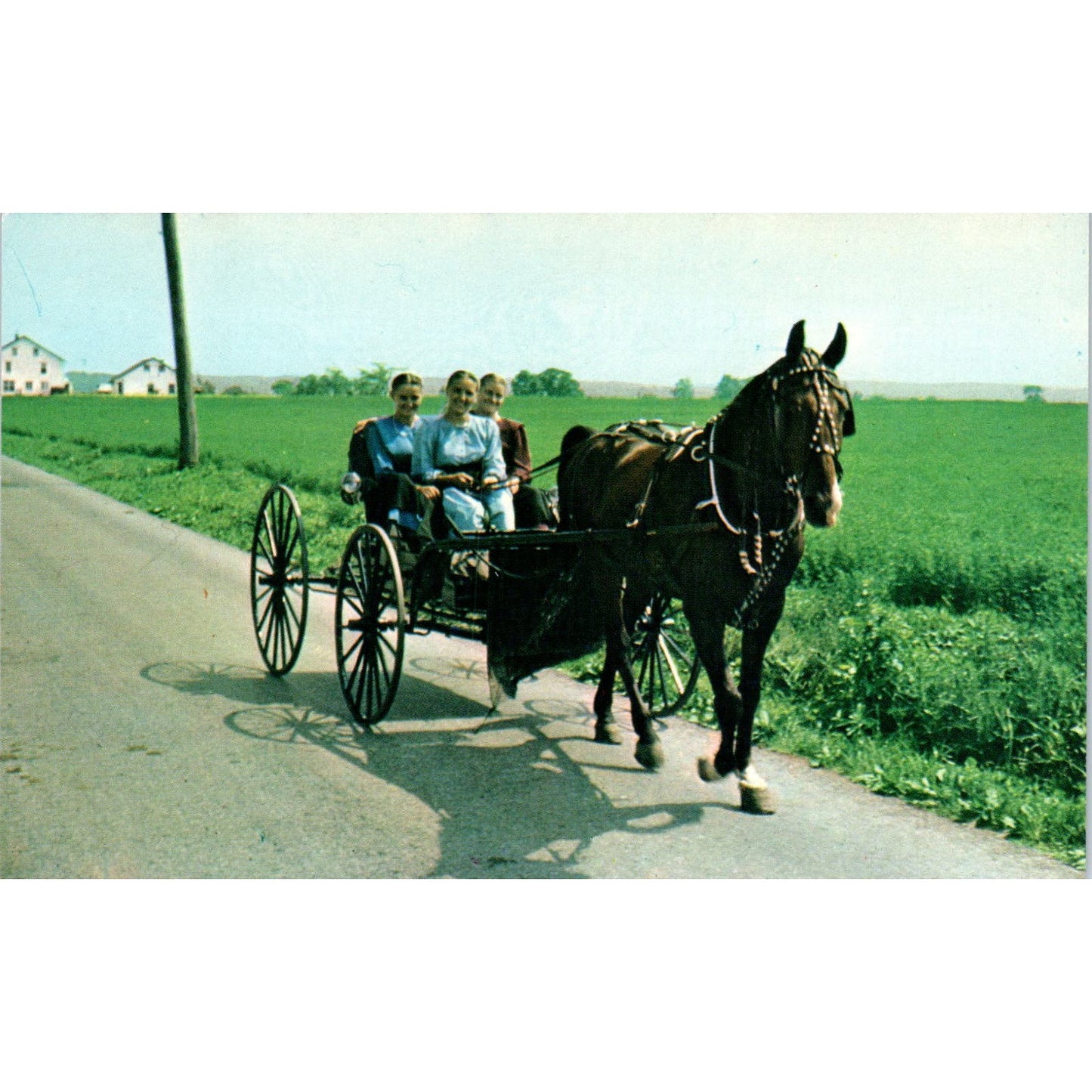 Amish Girls on Buggy Ride Pennsylvania Dutch Country Postcard PD8