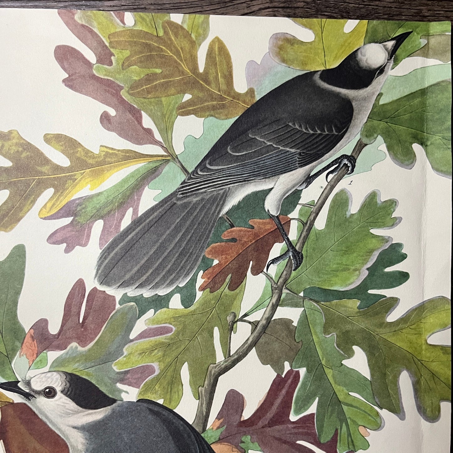 Vintage Canada Jay Art Print Lithograph Birds Oak Tree 9.5x14 V9