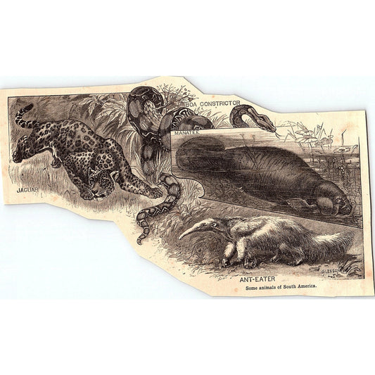 South America Animals Jaguar Manatee Boa Anteater 4x8" 1901 Engraving AF6-16