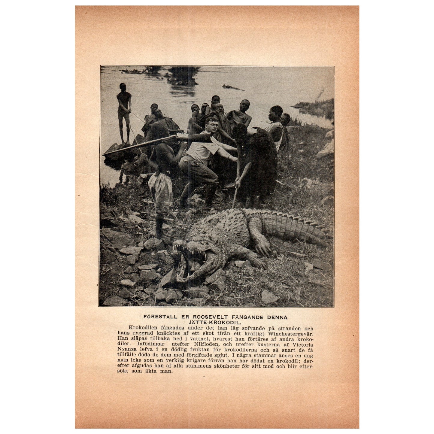 Roosevelt Catching a Giant Crocodile 1909 Swedish Engraving Print AF5-17