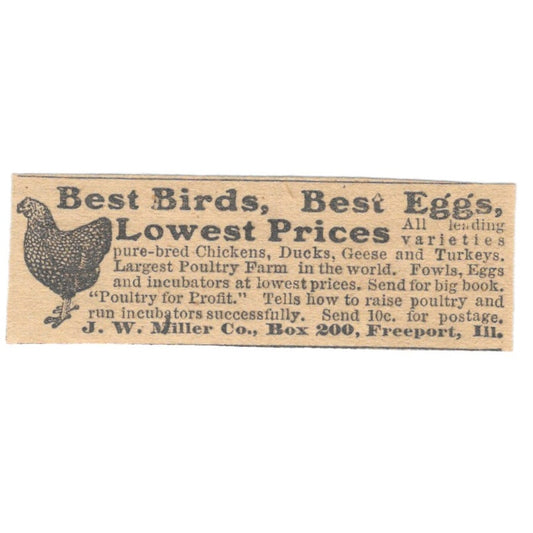 J.W. Miller Co Chickens Hens Freeport IL 1910 Magazine Ad AF1-SS8