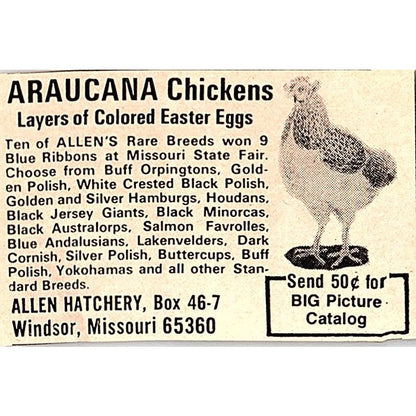 Allen Hatchery Araucana Chickens Windsor MO 1977 Ad AF6-M3