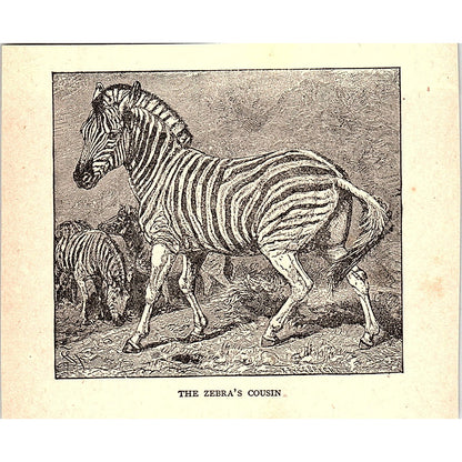The Zebra's Cousin 1902 Engraving Plate AF4-H1