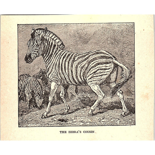 The Zebra's Cousin 1902 Engraving Plate AF4-H1