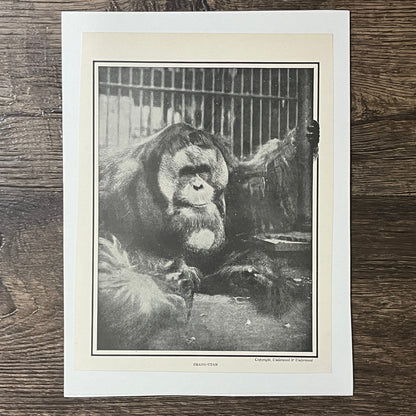 Orang-Utan Vintage Kitsch Black and White 6x8 Art Print V2