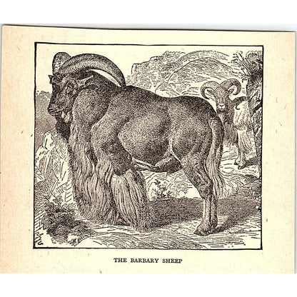 The Barbary Sheep 1902 Engraving Plate AF4-H1