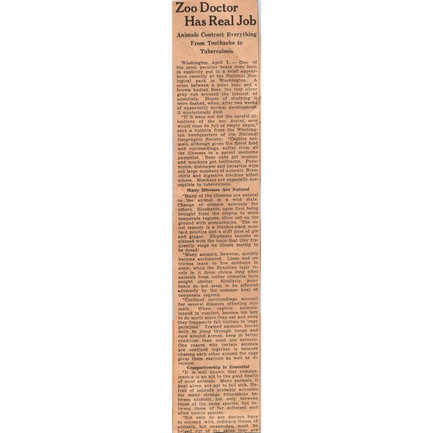 Minnesota Gophers Football Sam Hunt Andy Uram 1935 Newspaper Article AE7-N3