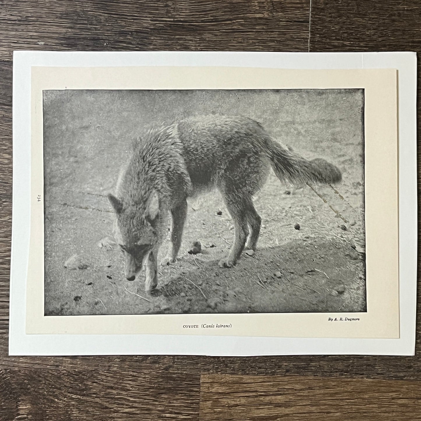 Antique Coyote Canis Latrans A.R. Dugmore 6x9 Art Print V2