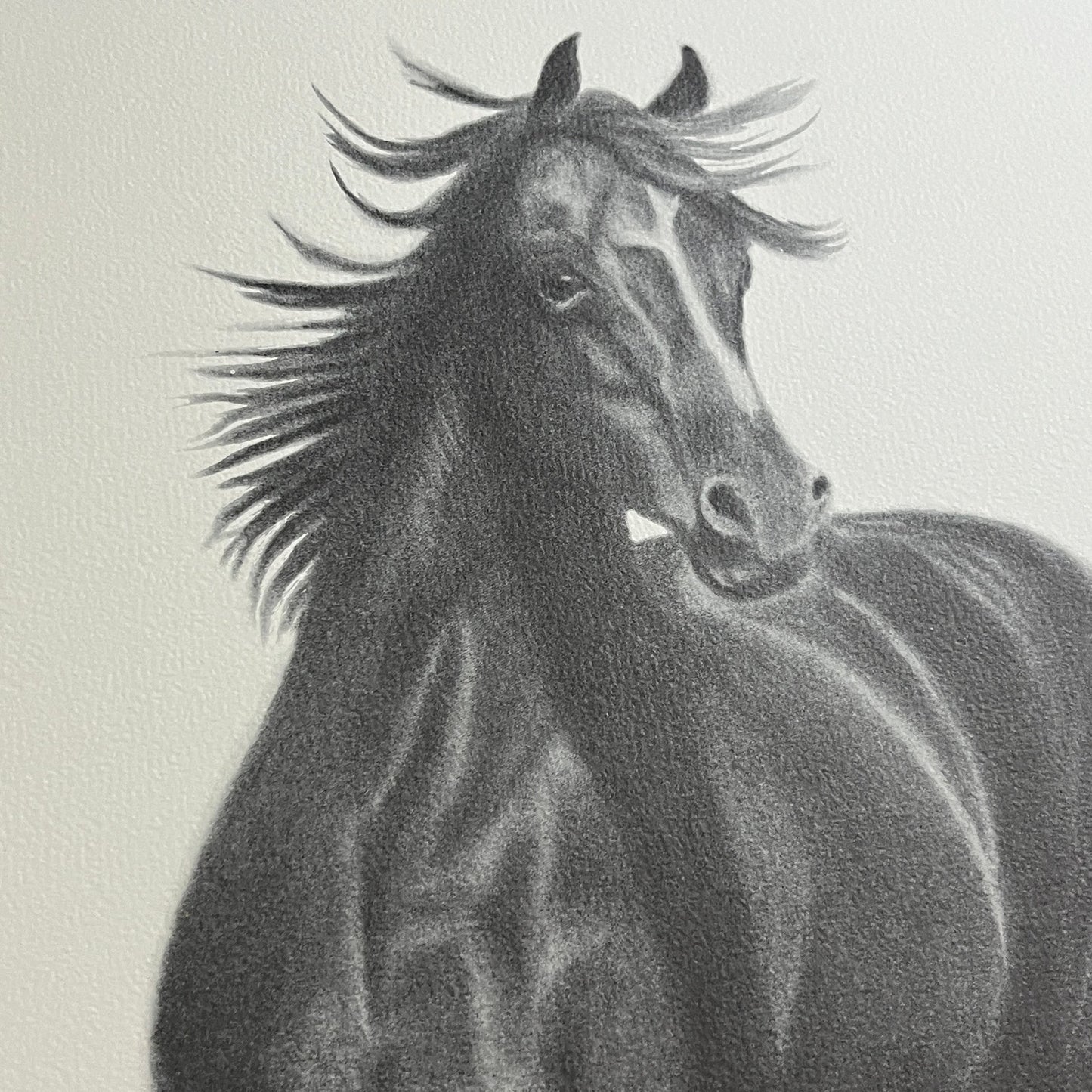 Black Stallion Horse Charcoal Print Signed C. Buckley #150 - 16x20"