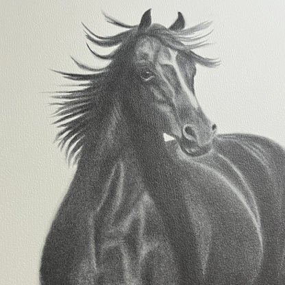 Black Stallion Horse Charcoal Print Signed C. Buckley #150 - 16x20"