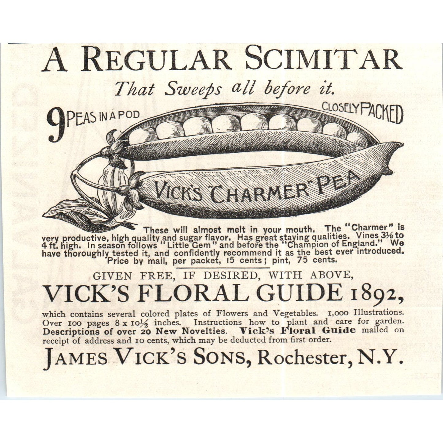 James Vick's Son Floral Guide Charmer Pea Pod NY c1890 Victorian Ad AE8-CH2