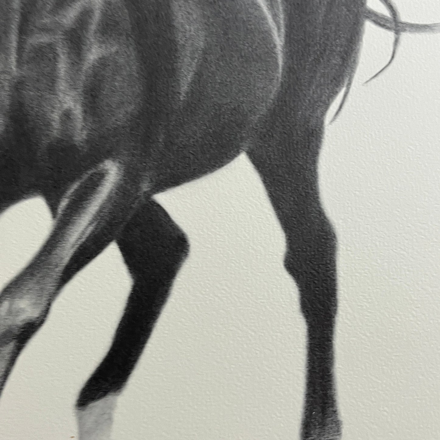 Black Stallion Horse Charcoal Print Signed C. Buckley #150 - 16x20"