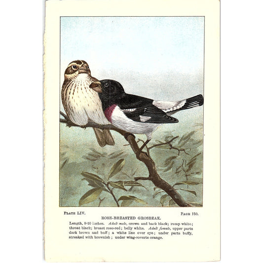 Rose-Breasted Grosbeak Birds 1901 Original Engraving Plate AF3-11