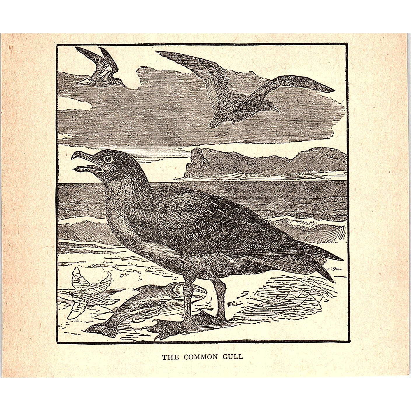 The Common Gull 1902 Engraving Plate AF4-H2