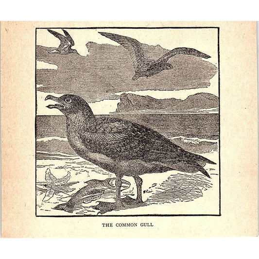 The Common Gull 1902 Engraving Plate AF4-H2