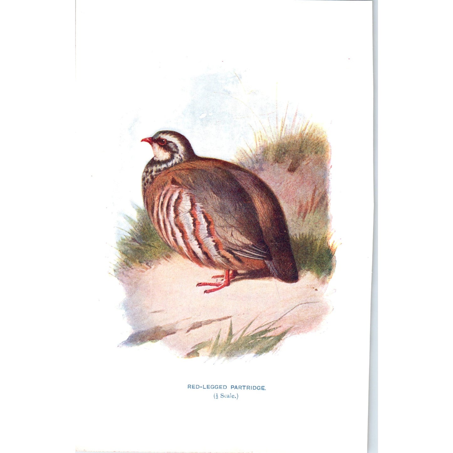 Red-Legged Partridge Bird 1903 Original Color Engraving Plate Print AD8-B1