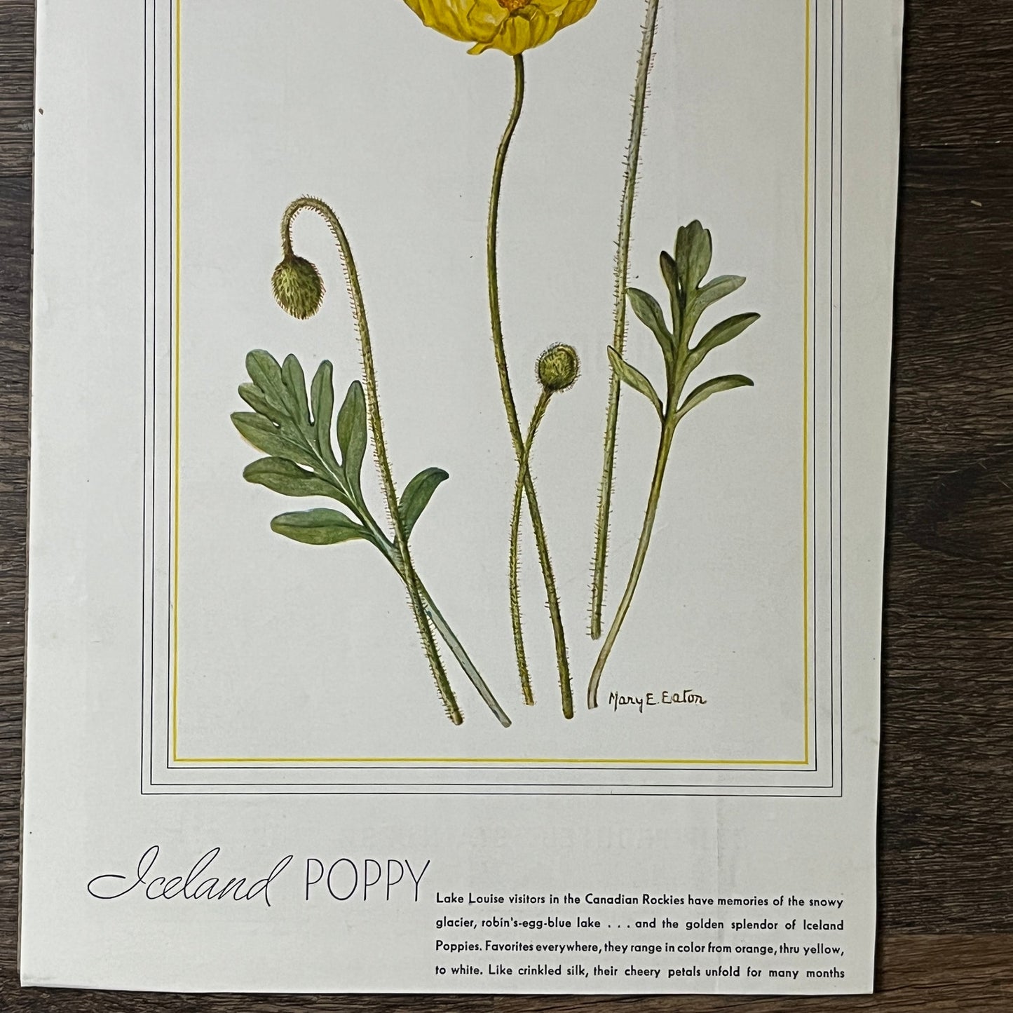 Vintage Iceland Poppy Mary E Eaton 8x11 Art Print V2
