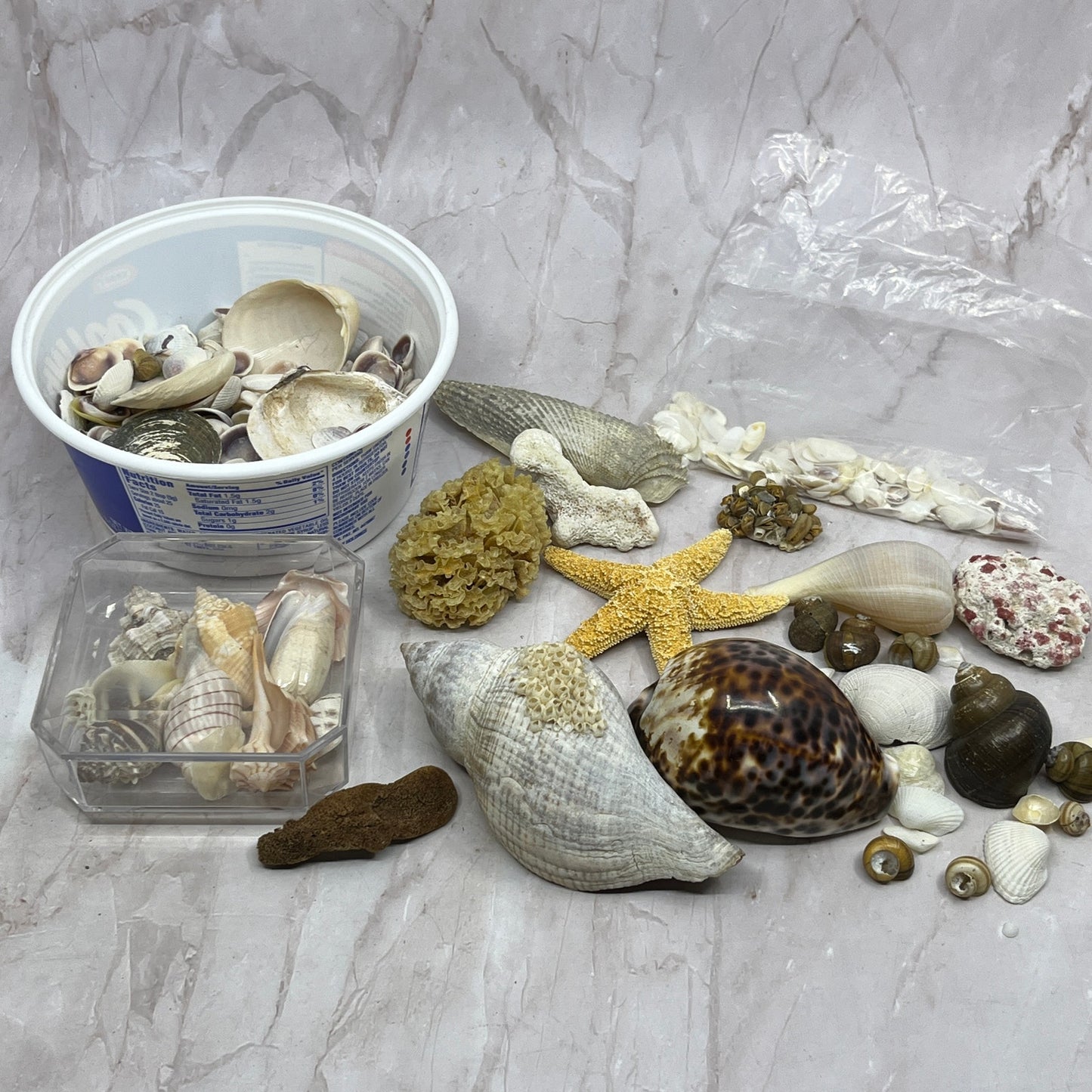 Huge Lot of Assorted Sea Shells Seashells TG7