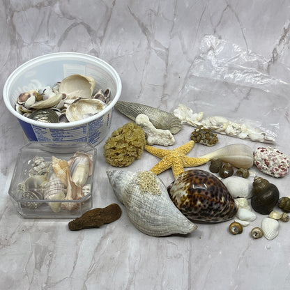 Huge Lot of Assorted Sea Shells Seashells TG7