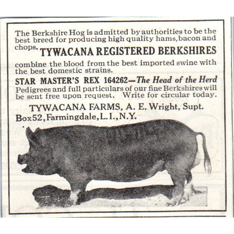 Tywacana Farms A.E. Wright LI NY Berkshires 1913 Magazine Advertisement AE7-N7