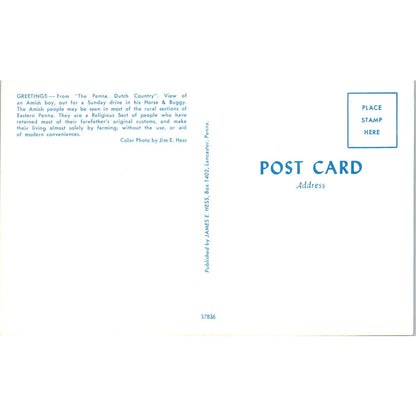 Amish Boy in Horse and Buggy Pennsylvania Dutch Country Postcard PD8