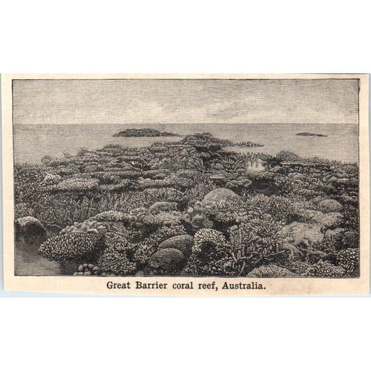 Great Barrier Coral Reef Australia 1901 Engraving AF2-O2