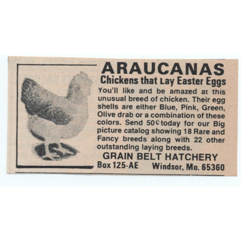 Araucanas Grain Belt Hatchery Windsor MO 1977 Ad AF6-M4