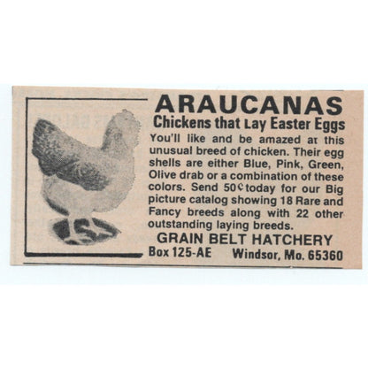 Araucanas Grain Belt Hatchery Windsor MO 1977 Ad AF6-M4