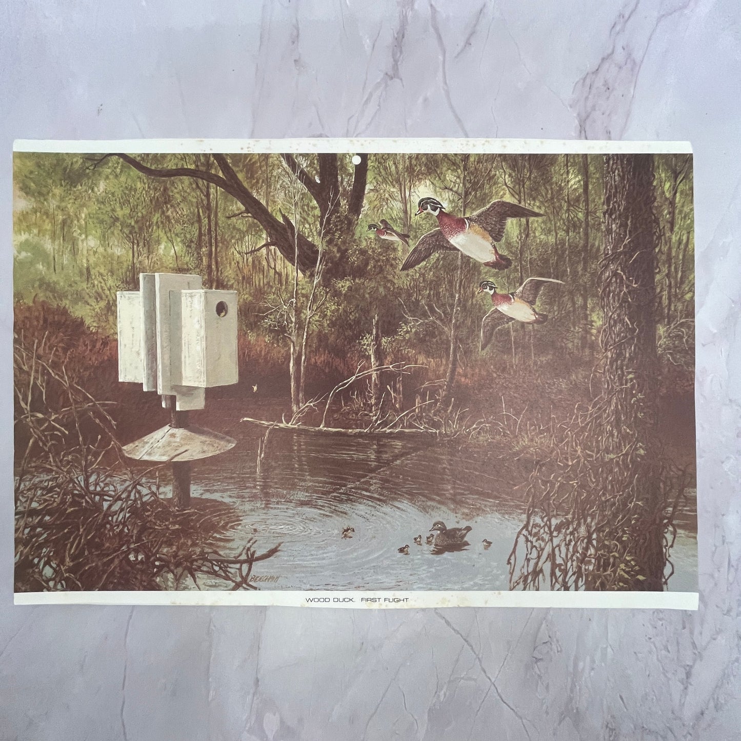 Wood Duck First Flight - Beecham 10x14" Art Print V23