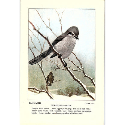 Northern Shrike Bird 1901 Original Engraving Plate AF3-11
