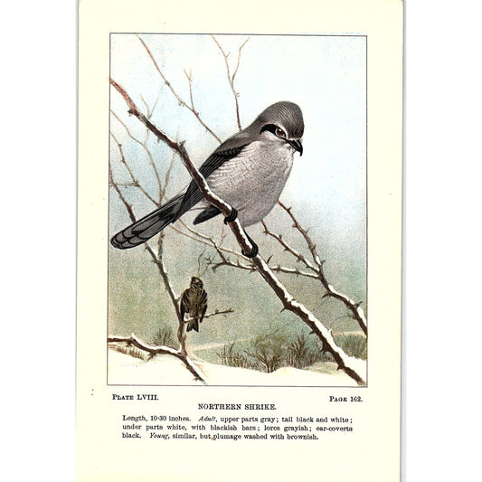 Northern Shrike Bird 1901 Original Engraving Plate AF3-11