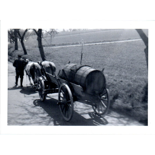 Oxen Pulling Honey Wagon Postwar Europe c1954 Army Photo AF1-AP3