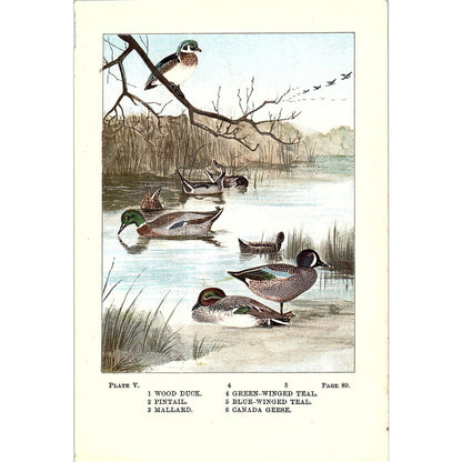 Wood Duck Pintail Mallard Canada Geese 1901 Original Engraving Plate AF3-12
