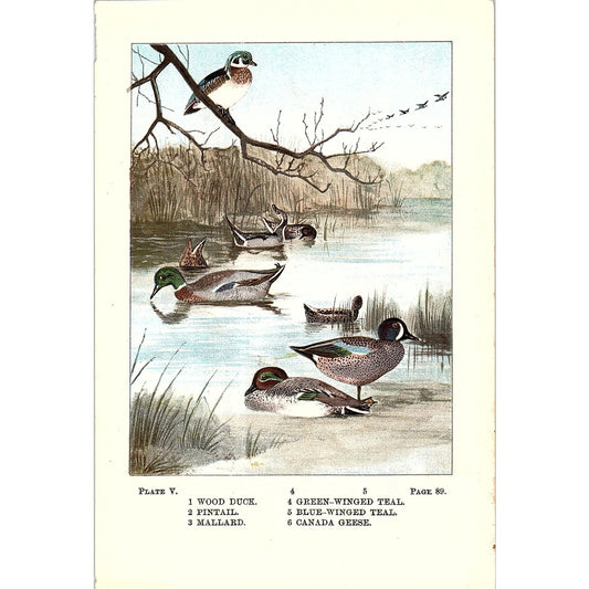 Wood Duck Pintail Mallard Canada Geese 1901 Original Engraving Plate AF3-12