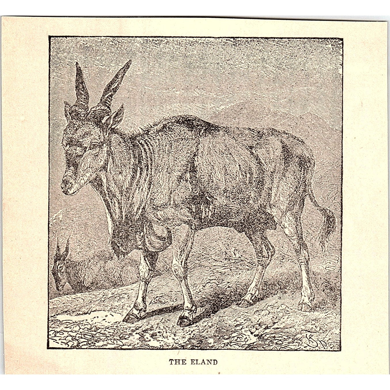 The Eland 1902 Engraving Plate AF4-H2