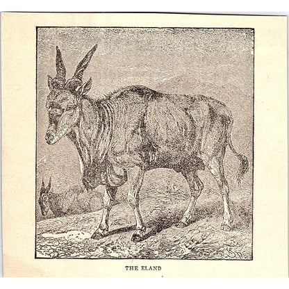 The Eland 1902 Engraving Plate AF4-H2