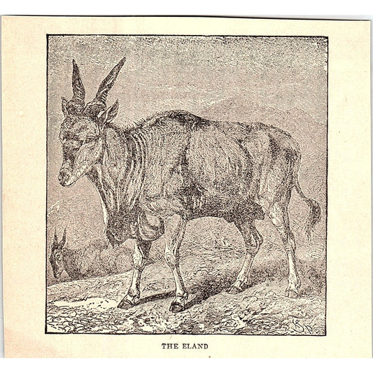The Eland 1902 Engraving Plate AF4-H2