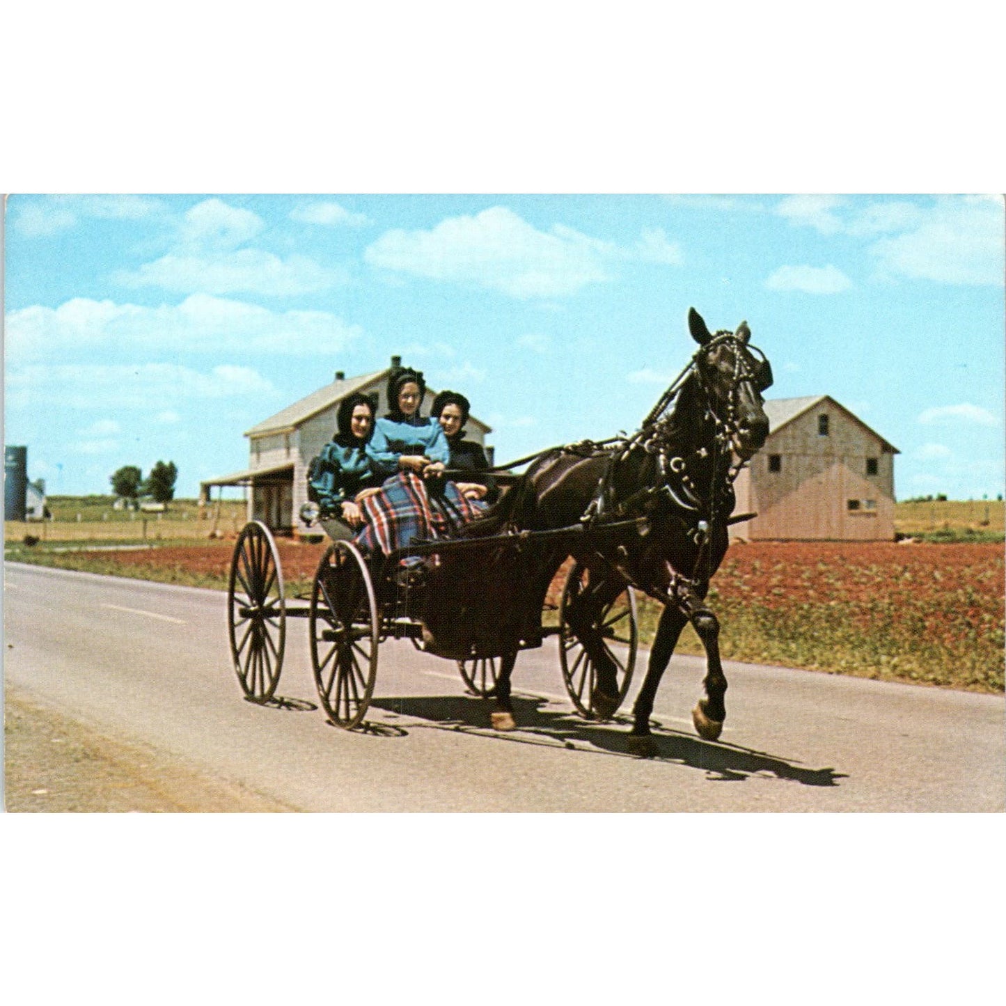 Amish Girls in Horse & Buggy Pennsylvania Dutch Country Vintage Postcard PD5