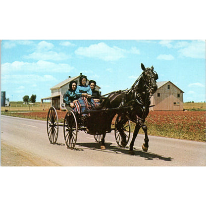 Amish Girls in Horse & Buggy Pennsylvania Dutch Country Vintage Postcard PD5