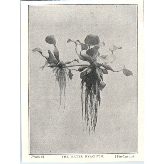 The Water Hyacinth 1897 Victorian Print AE9-TS11