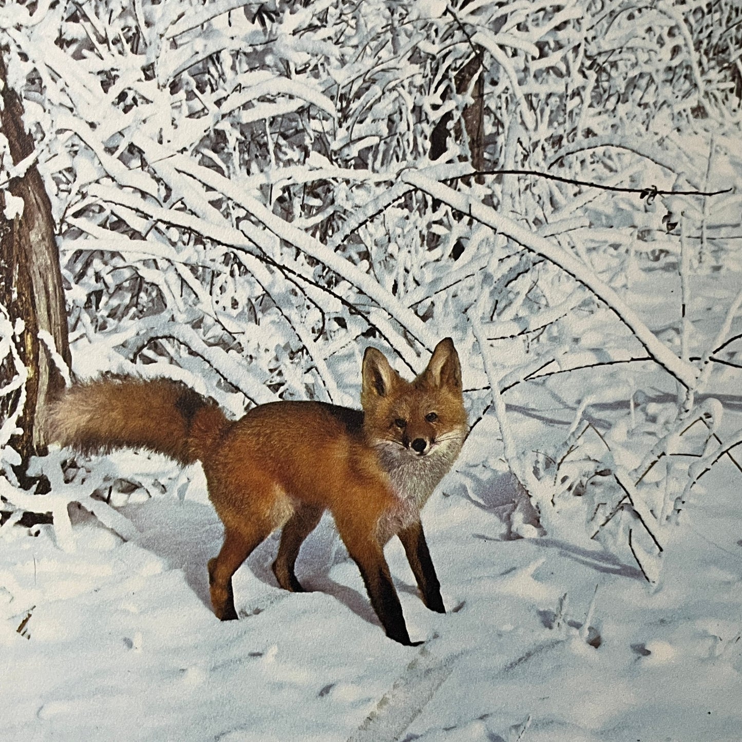 Retro Kitsch Red Fox in Snow Winter Scene Photo Print 8x11 Art Print V2