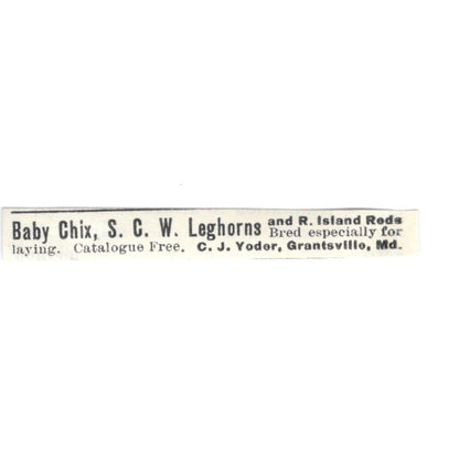 C.J. Yoder Baby Leghorns Grantsville MD 1924 Ad AG3-S5