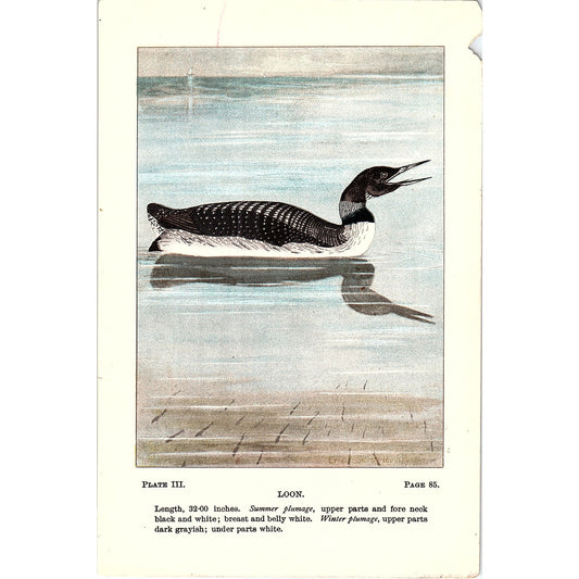 Loon Bird 1901 Original Color Engraving Plate AF3-12
