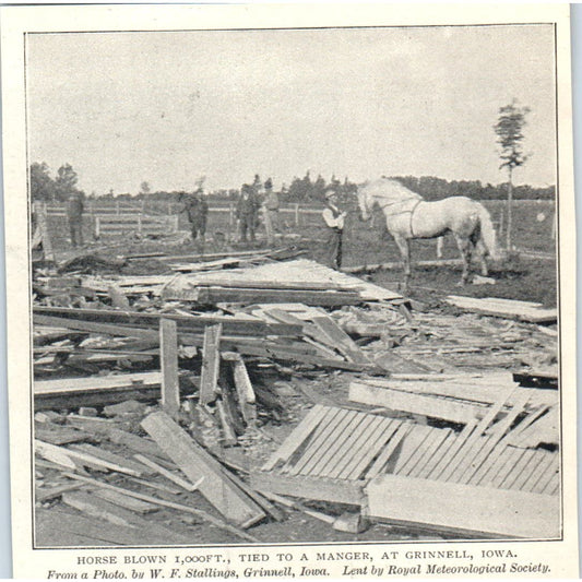 Horse Blown 1000 Feet in Tornado Grinnell Iowa 1897 Victorian Photo AE9-TS6